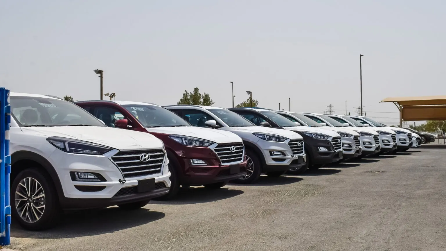 Export-ready SUVs lined up in a UAE vehicle yard